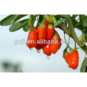 Goji orgánico